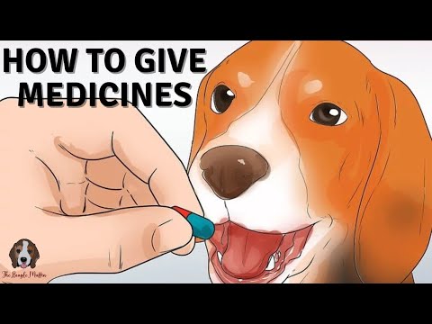 5 Simple Ways To Give Your Dog Medicines