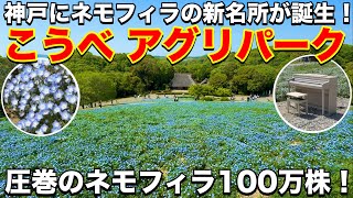 ネモフィラの名所が神戸に誕生！こうべアグリパークに行ってみました
