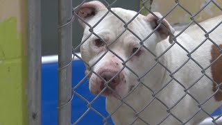 New Tulsa Animal Services shelter aims to lower euthanasia rates