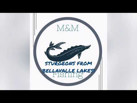 Sturgeon from Bellavalle Lakes! Storioni dai Laghi Bellavalle!