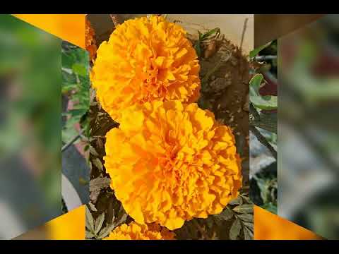 Stress relieving soothing music with flowers