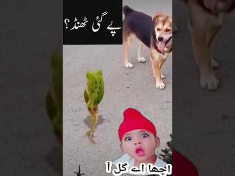 main tera Aashiqe koi gair nhi