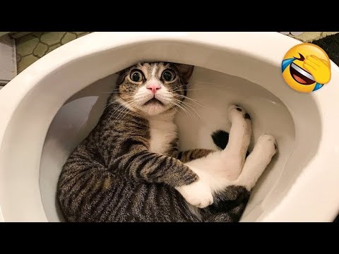 Most FUNNIEST Cat videos #video #cats #shorts