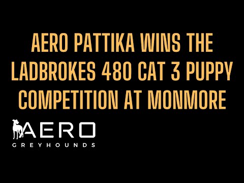 Aero Pattika wins the Ladbrokes 480 Cat 3 Puppy competition at Monmore