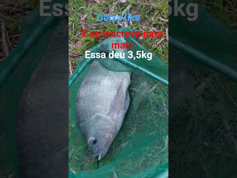 essa dês 3,5kg pesqueiro recanto da serra Uraí pr