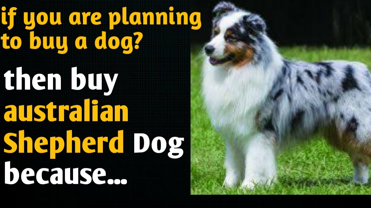 australian shepherd|australian shepherd in india|best dog to buy|wild shree|wildshree[best dog]