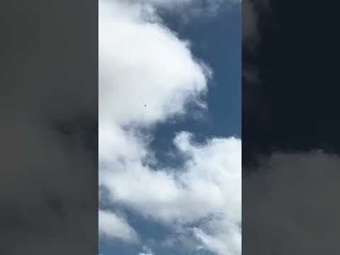 Chimangos volando una térmica #trenquelauquen