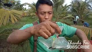 Download lagu Coconut Grove Swamp, Hunting Ground for Wild Betta Imbellis #bettaimbellis #wildbetta mp3