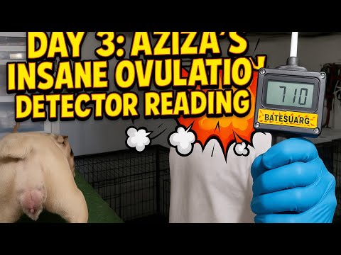 “Aziza’s CRAZIEST ovulation reading yet! 🔥🐶”@DiamondGangBullies 