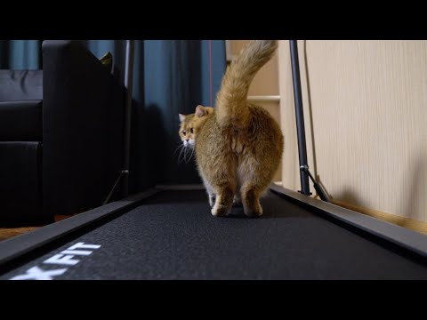 Watch This Chonky Cat's Hilarious Reaction To A Treadmill