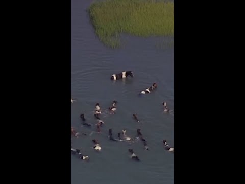 Town in Virginia celebrates its 101st pony swim