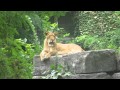 Lets Go To The Zoo