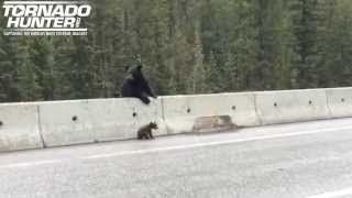 Медведица спасает своего медвежонка