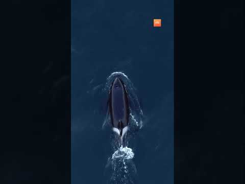 5 orcas avistadas en las costas de Valdivia, Región de Los Ríos