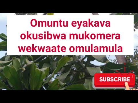 Omulamula/oluwaanyi ddagala ku muntu eyakava mukkomela @SSENGABIROOTONEDDAGALA