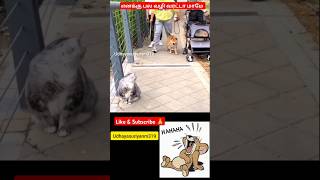 Download lagu Dog mindvoice #doglover #catlover #trending #shortsfeed #comedy mp3