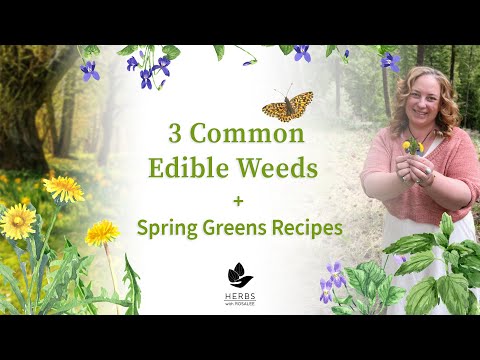 3 Common Edible Weeds + Spring Greens Recipes