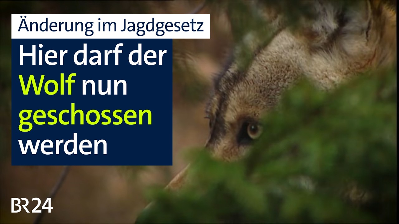 Wolfsabschuss in bestimmten Gebieten mittlerweile erlaubt | Abendschau | BR24