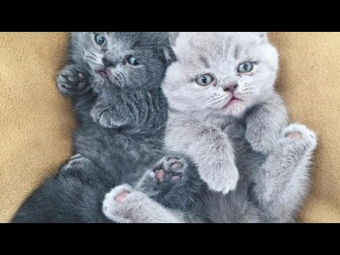 cat videos for cats to watch