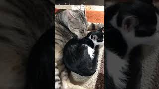 猫の日🐱#猫のいる暮らし
