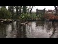 Rainy Day Duck Pond | Water Sounds, Ducks Quacking, Rain Sounds, Chickens, Bird Songs | Sleep, Relax