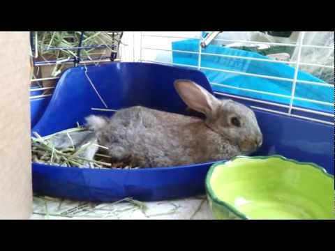 YouTube video about: Can rabbits get the hiccups?
