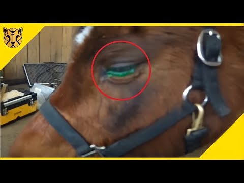 , title : 'Inilah 5 Alasan Mengapa Kuda Kehilangan Matanya. . . .'