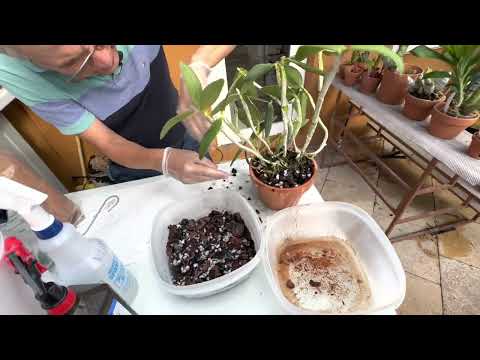 How I repot my Cattleya loddigesii (or any bi-foliate Cattleya)
