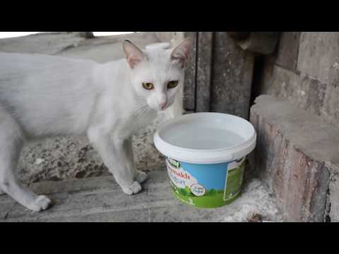 What do street cats do all day long? Sokak Kedileri Gün Boyu Ne Yapar ?