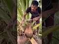 ताड़ी Palm Wine