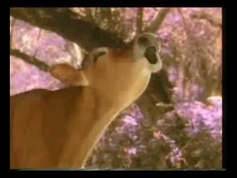 Bell BEL- 7088589 video