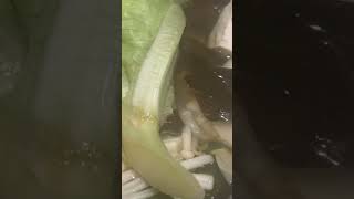 しゃぶ葉cool