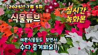 2025년 7월 5일  실시간으로  예쁜식물들 보면서  랜선으로  수다즐겨봐요. #양재꽃시장 #식물튜브 #식…