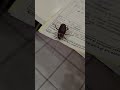 #cucaracha #facturando 🤣