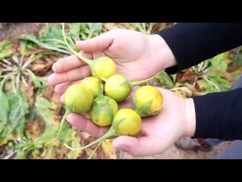 Eating Mandrake Fruits (Mandragora officinarum) - How we eat Mandrake fruits
