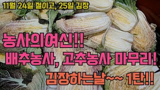 농사의 여신 김장하는 날~!! 고추, 배추 농사 마무리~~!!!(((1탄)))