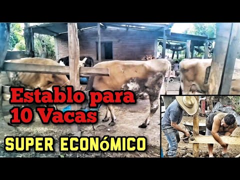 , title : 'Establo Para 10 Vacas Super Económico de 25 Metros Cuadrados.'