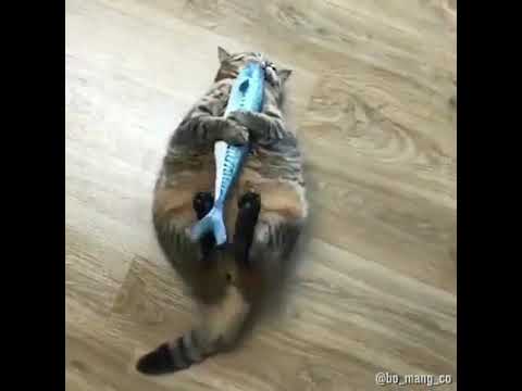 Komik ve sevecen en sadık dostlarımız kediler