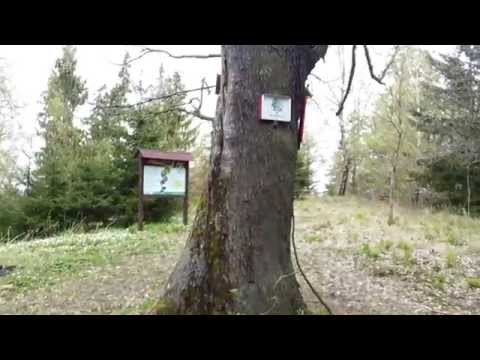 Stempelstelle 165 Wendel-Eiche - Harzer Wandernadel