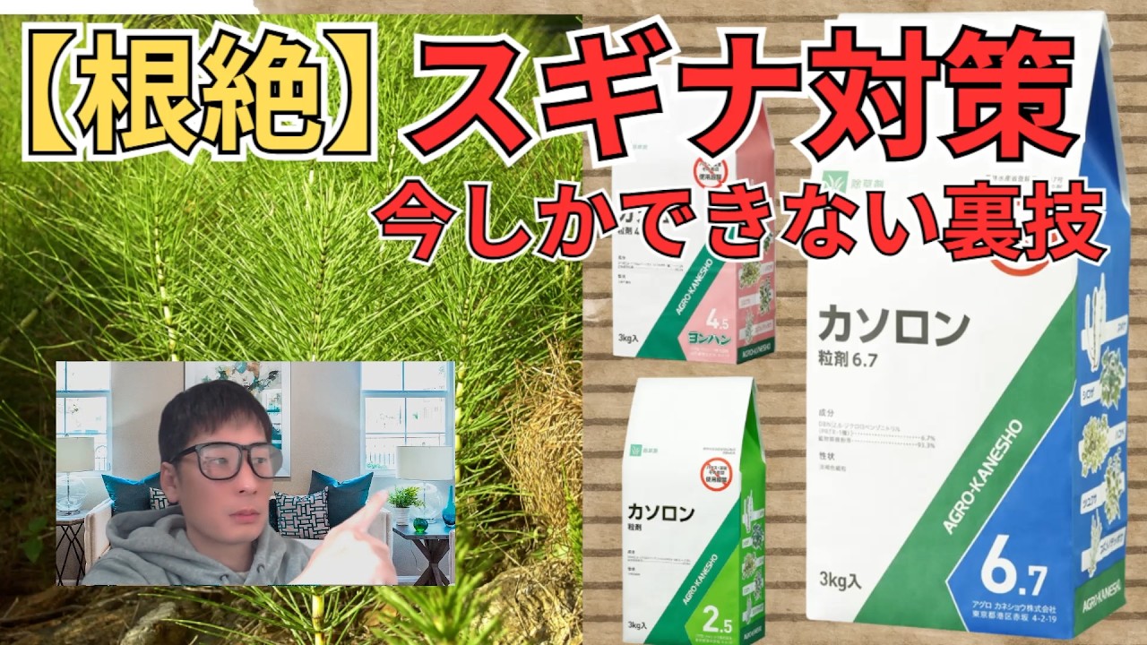 スギナを根絶する為の除草剤カソロンがお勧め