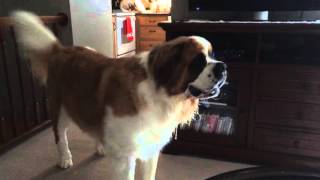 St Bernard tantrum