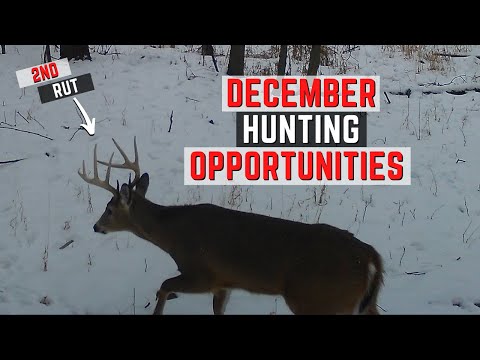 December Hunting Opportunities - Tips For Hunting The Second Rut