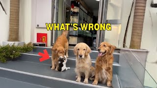 The Most Heartwarming Act of Friendship Ever ❤️🐾