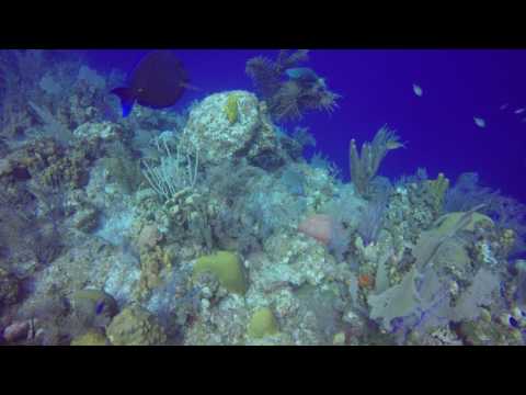 Bloody bay wall diving in little cayman