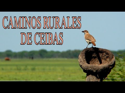AVES de los caminos rurales de CEIBAS  (Entre Ríos, Argentina) * BIRDS of the rural roads of CEIBAS