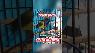 Download lagu SOGON ISIAN CIBLEK #masteranjernih #kicaumania #sogon #sogonmania mp3