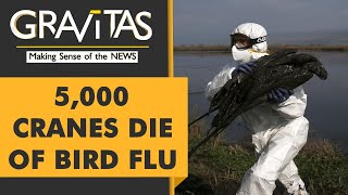Gravitas: Bird Flu: The next big health crisis?