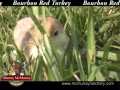 Video: Bourbon Red Turkey