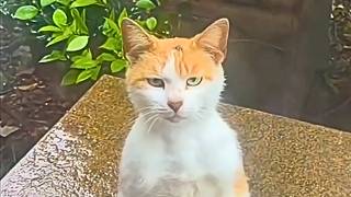 Download lagu This Is Your Daily Dose of Cats - Day 33 mp3 Download lagu This Is Your Daily Dose of Cats - Day 33 mp3