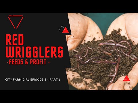 RED WRIGGLERS! FEEDS & PROFIT EP2. PART 1